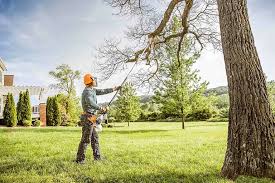 Leaf Removal in Hercules, CA