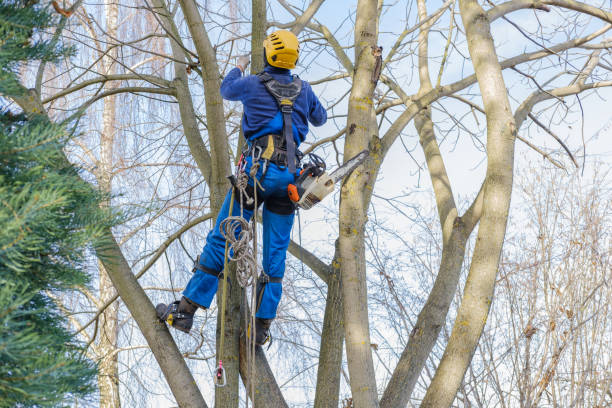 How Our Tree Care Process Works  in  Hercules, CA