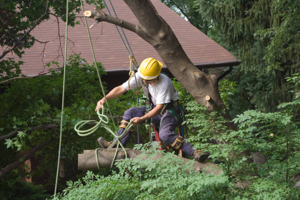 Best Emergency Tree Removal  in Hercules, CA