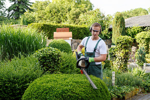 Hercules, CA Tree Services Company